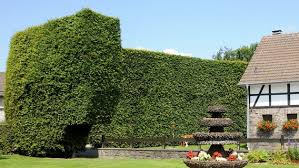 I trim the hedges in october. Windschutz Fur Terrasse Und Garten Durch Pflanzen Ndr De Ratgeber Garten