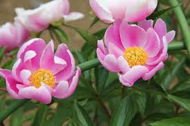 Igénytelen, semmi extra gondoskodást nem igényel, bírja a meleget, szárazságot, gyorsan szaporodik. Az Illatos Bazsarozsa Punkosdi Rozsa Vagy Illatos Peonia Paeonia Lactiflora Gondozasa Citygreen Hu
