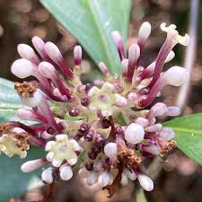 Image result for Chassalia parvifolia