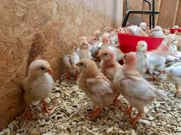 Entregarán pollitas bebés ponedoras a los beneficiarios del ...