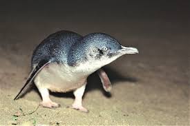 One thing fairy penguins have in common with other penguins is that the females will lay the eggs and then the males will sit on the eggs until they hatch. Little Or Blue Penguin West Coast Penguin Trust