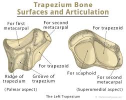 Image result for Trapezoid Bone