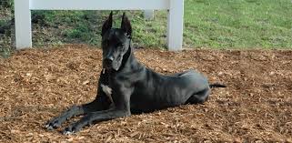 Top 5 Best Dog Foods For Great Danes Daily Dog Stuff