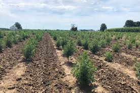 Schmidiana is a mounding plant with attractive lacy silver foliage that is often used as an. Artemisia Annua Could Be Promising Treatment For Covid 19 Uknow