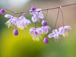 Its botanical name is eupatorium purpureum, and it is also sometimes known as purple boneset or queen of the meadow. How To Grow And Care For Meadow Rue
