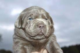 Labrador dog hund braun hundeblick doggylove from chocolate lab puppies for sale near me. Labrador Puppies For Sale Silver Labs For Sale Dog Training Dog Boarding Serenity Ranch Kennels