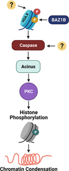 All of these are supplied by the host animal cell. Histone H2a X Phosphorylation And Caspase Initiated Chromatin Condensation In Late Stage Erythropoiesis Epigenetics Chromatin Full Text