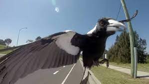 Schoolgirl attacked by magpie in the park. Time For Magpies To Attack Illawarra Mercury Wollongong Nsw