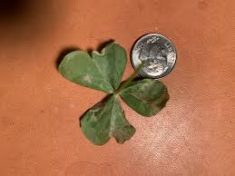 The shamrock will continue to provide flowers and plants with deliveries through the end of the month. Ask Extension