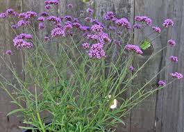 A short and sweet form of tall verbena, lollipop has the same strong, wiry stems holding clusters of lavender blooms. Verbena Bonariensis Lollipop A New Natural Dwarf Form Of The Much Loved Garden Essential Verbena Bonariensis Growing To Verbena Plants Strawberry Garden