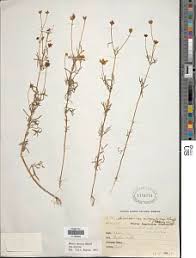 Image result for Bidens diversa