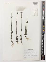 Image result for Crepidorhopalon spicatus