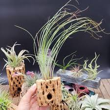 Image result for Tillandsia