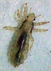 They can also grow on eyebrows and eyelashes. Frequently Asked Questions About Head Lice Nc State Extension Publications