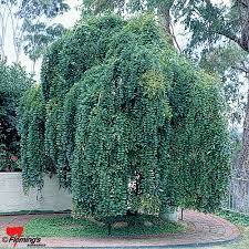 You should plant the tree so that the roots will be able to extend fully before reaching the water. Weeping Trees Ornamental Trees Fleming S Nurseries