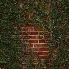 Check spelling or type a new query. Pin On Vine Removal
