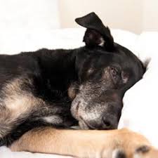 Lüge mich nicht an, wenn du den hund einschläferst, das haustier, das du einfach nicht halten konntest. Wenn Es Zeit Ist Abschied Vom Geliebten Hund Zu Nehmen