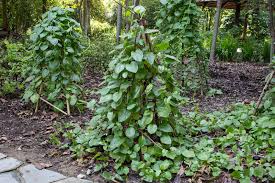 Image result for Basella