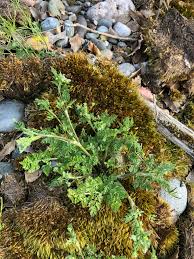 Image result for Buchnera multicaulis