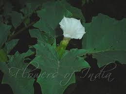 Image result for Datura ferox
