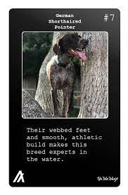 There are a total of 9 gsp puppies for sale that are registered. The Best German Shorthaired Pointer Puns Punstoppable