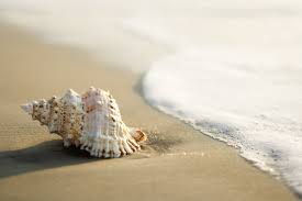 Check spelling or type a new query. A Florida Tourist Collected 40 Conch Shells From The Beach And Now She S Going To Jail Blogs