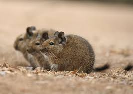 السنجاب Degu الصورة Vorlieben