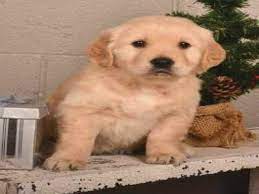 Golden retriever puppies are one of the most popular dog breeds for a reason! Golden Retriever Puppies For Sale In Ohio Under 200