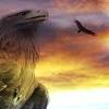 De amerikaanse zeearend of witkopzeearend (haliaeetus leucocephalus) is een roofvogel die in canada en in de verenigde staten broedt. Https Encrypted Tbn0 Gstatic Com Images Q Tbn And9gcrkbuyblajdpyegpvzdgo771rmxgpskkkvwkulnaq4 Usqp Cau