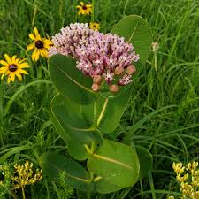 Image result for Asclepias schumanniana