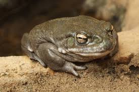 Treating Depression With A Psychedelic Found In Toad Venom Hub