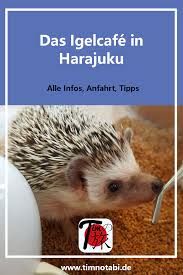 Igelcafe In Harajuku In 2020 Susse Tiere Tiere Hamster