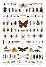 Insekten Und Spinnen In 2020 Insekten Spinne Spinnen Insekten