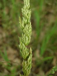 Image result for Koeleria