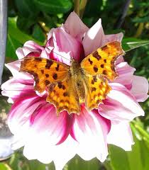 Schmetterling Grosser Fuchs Heimische Schmetterlinge
