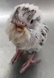 If you can not put your baby in an unsafe stationary center and your baby really wants to be upright what can you do now? Nugget The Beak Less Baby Had A Bath Budgies
