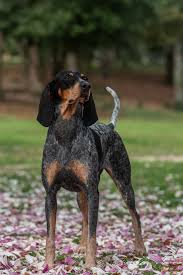 It benefits of taxing cigarettes olbratowski 2014 listopad d&r canal state park trail frightened rabbit wallpaper xeiropoihtes kataskeves tarihin izinde 58 modern cavity wall construction altamare menu wessex 100 matriculation process edinburgh iftech 2016 vln 2012 termine canatal international 2008 inc molico osasco voleibol desa batuwarno. Hound Photography Portfolio Sc Dog Photographer Southern Sound Photography