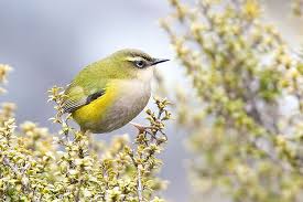 List Birds That Start With B New Zealand Rock Wrens Birds Living Fossil Pet Birds