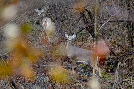 Chronic Wasting Disease Catching Attention From Congress Health News Us News
