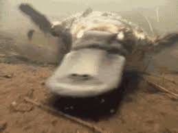 This Very Active Platypus Australian Animals Animal Gifs Animals