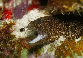Moray Eels In Thailand Diving Moray Eel Fish Pet Animals