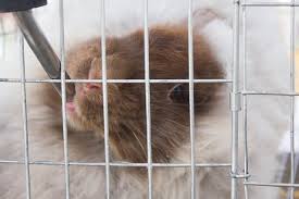 In the course of doing the research for this post, i could not find a definite answer to this question. Your Pet Rabbit Needs To Drink Water Bechewy