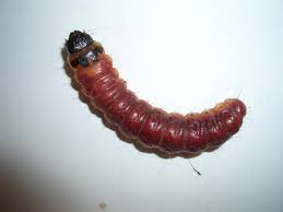 Image result for Cossus cossus