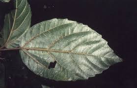 Image result for Ficus sur