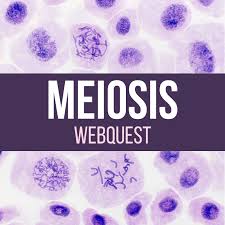 One of the key differences in mitosis is a single cell divides into two cells that are replicas of each other and have the same number of chromosomes. Meiosis Stages And Comparison To Mitosis Laney Lee