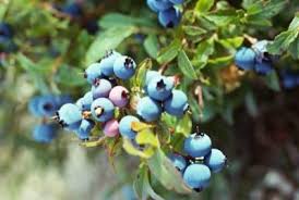 I've done a little reading but need some more educated or experienced. How To Grow Blueberry Hedges Blueberry Plant Blueberry Gardening Blueberry Bushes