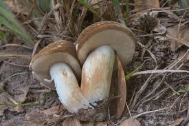 Image result for Xanthoconium sp.