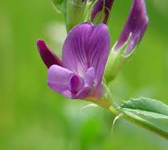 Image result for Medicago sativa