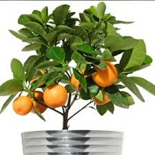I wouldn't wait for lowes or home depot to get one either. Pin On Gardening Ideas