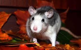 Le Rat Domestique Adopter Et Elever Un Rat Domestique A La Maison Rat Domestique Deratiseur Et Animaux De Compagnie